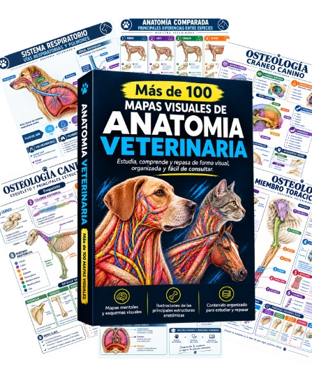 Más de 100 mapas visuales de Anatomía Veterinaria